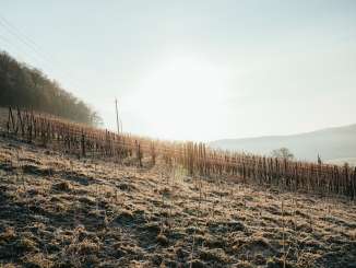 Die Sonne scheint flach über kahle winterliche Rebstöcke. Das Grad ist am Morgen vom Tau noch leicht weiss.