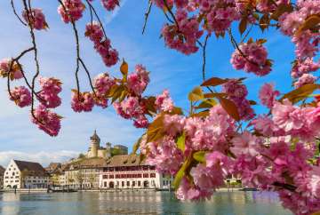 Blühende Blumen im Vordergrund mit Blick auf den Rhein sowie die Festung Munot.
