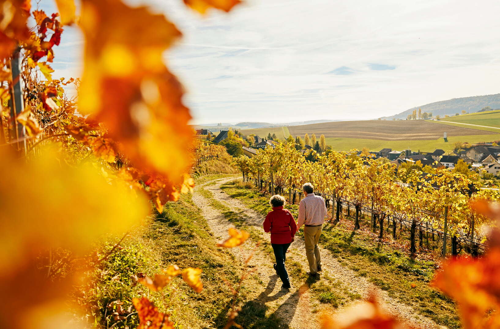 Wanderer durch die gelbleuchtenden Reben im Herbst.