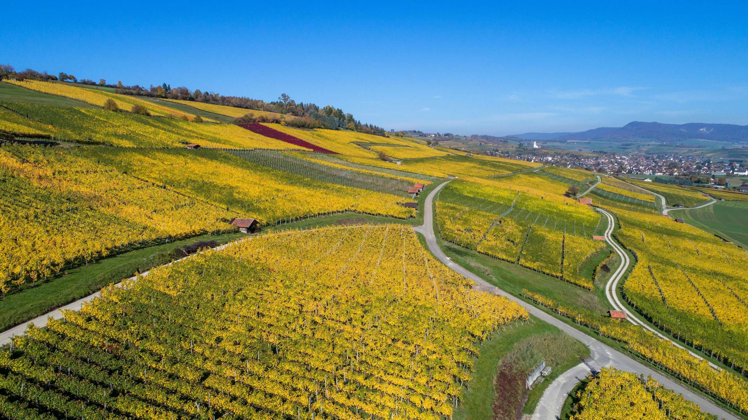 Reblandschaft in Hallau von oben. Die Reben blühen gelblich im Herbst.