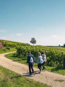 Drei Personen wandern mit einem Weinrucksack durch die Rebberge von Hallau.