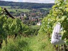 Blick vom Rebhang hinunter ins Städtli Stein am Rhein. Bei den Reben ist ein Rucksack aufgehängt, wo Schaffhauser Blauburgunderland darauf steht.