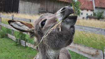 Eselhof Säge Eselhof Säge