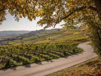 Blick auf einen langen Rebberg oberhalb von Hallau. Die Reben verfärben sich in gelb und roten Farben.