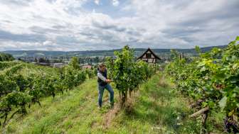 Führung Vom Rebstock ins Glas Stein am Rhein Führung Vom Rebstock ins Glas Stein am Rhein