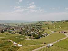 Weindorf umgeben von Reben. In den Reben stehen Festzelte für das Räbhüüslifest.