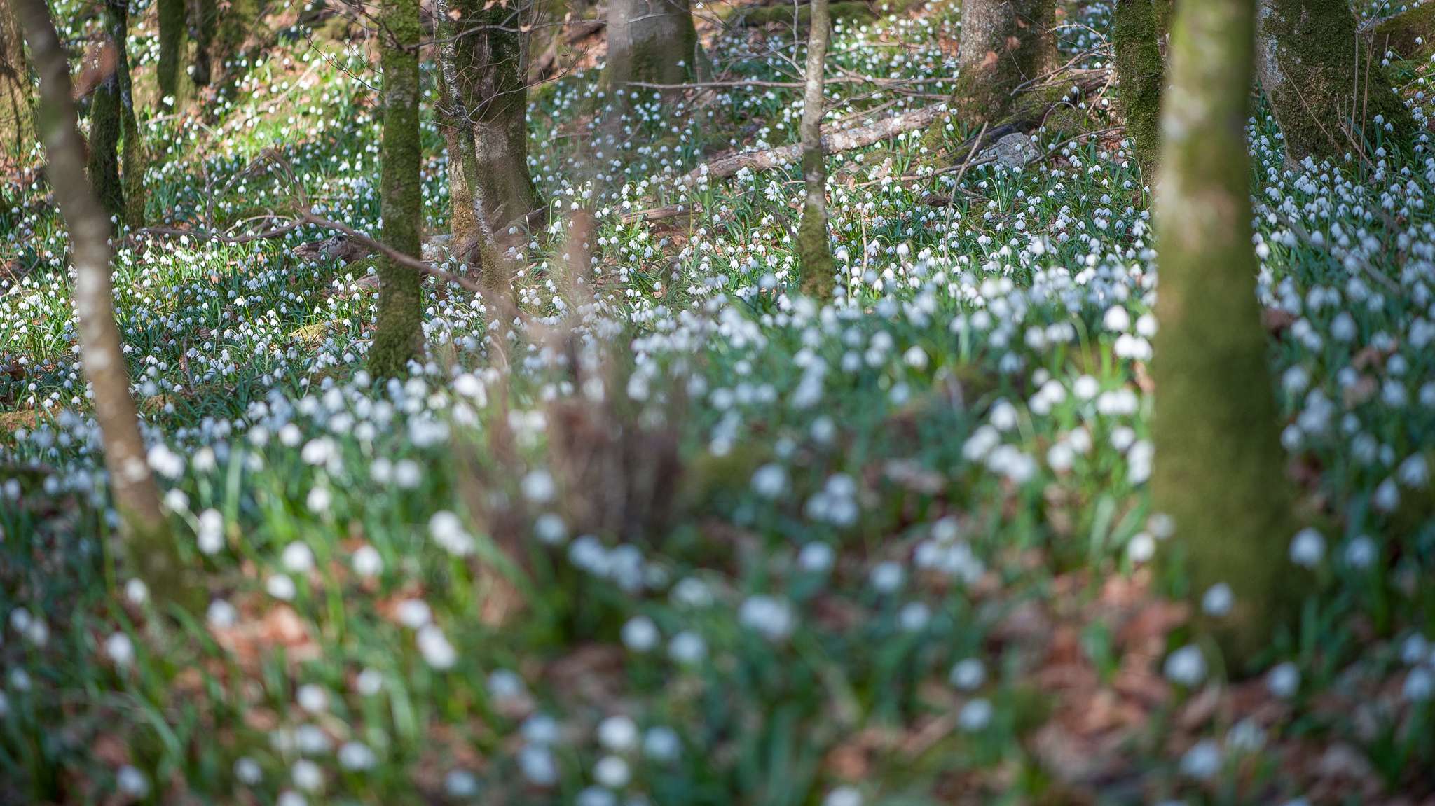 Waldstücken im Auenschutzgebiet Seldenhalde voll mit Märzenbecher.