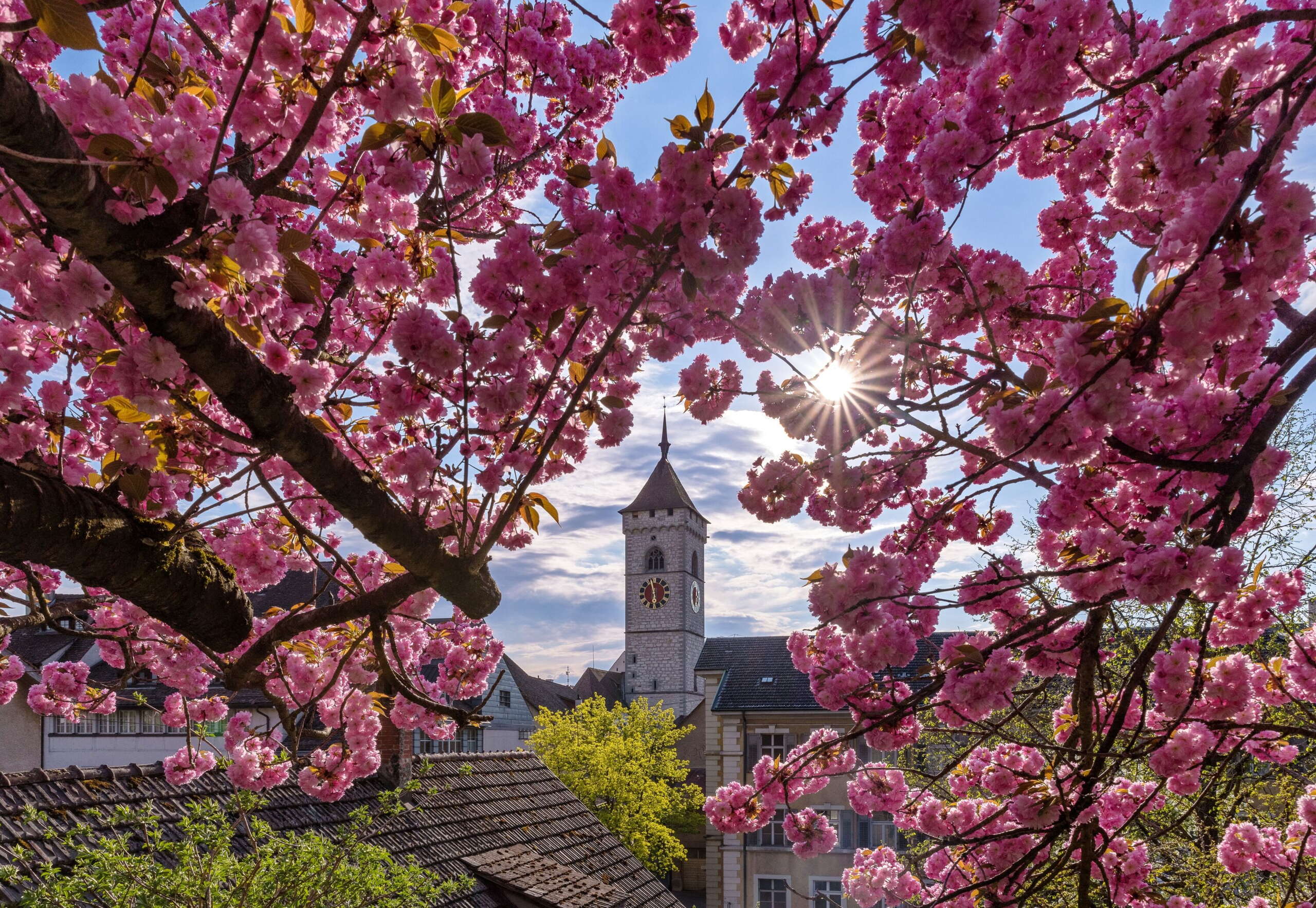 Blühende pinke Blumen mit dem Kirchenturm des St. Johannes in Schaffhausen