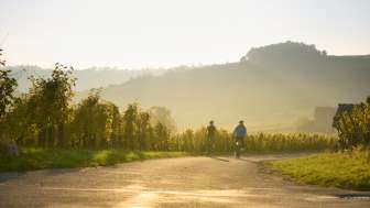 Zwei Velofahrer fahren bei goldigem Abendlicht durch die Reben.