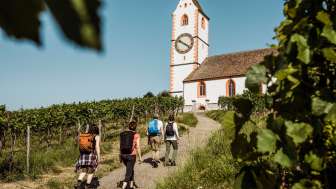 Wanderer in Hallau Vier Wanderer laufen durch die Reben in Hallau zur Bergkirche St. Moritz. Alle tragen einen Rucksack.