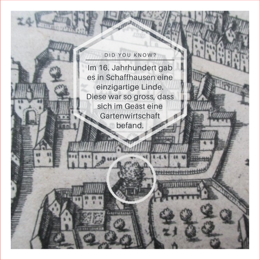 Zeichnung vom Baumgartenareal Schaffhausen um 16. Jahrhundert mit einem Fakt zur Wirtschaft in einem Lindenbaum