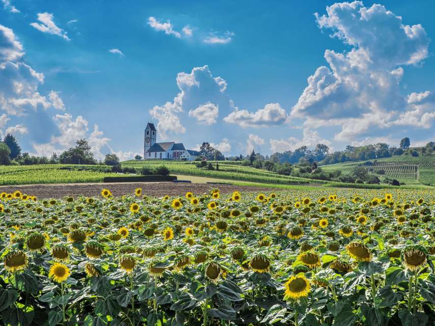 Umgeben von Reben und Wäldern