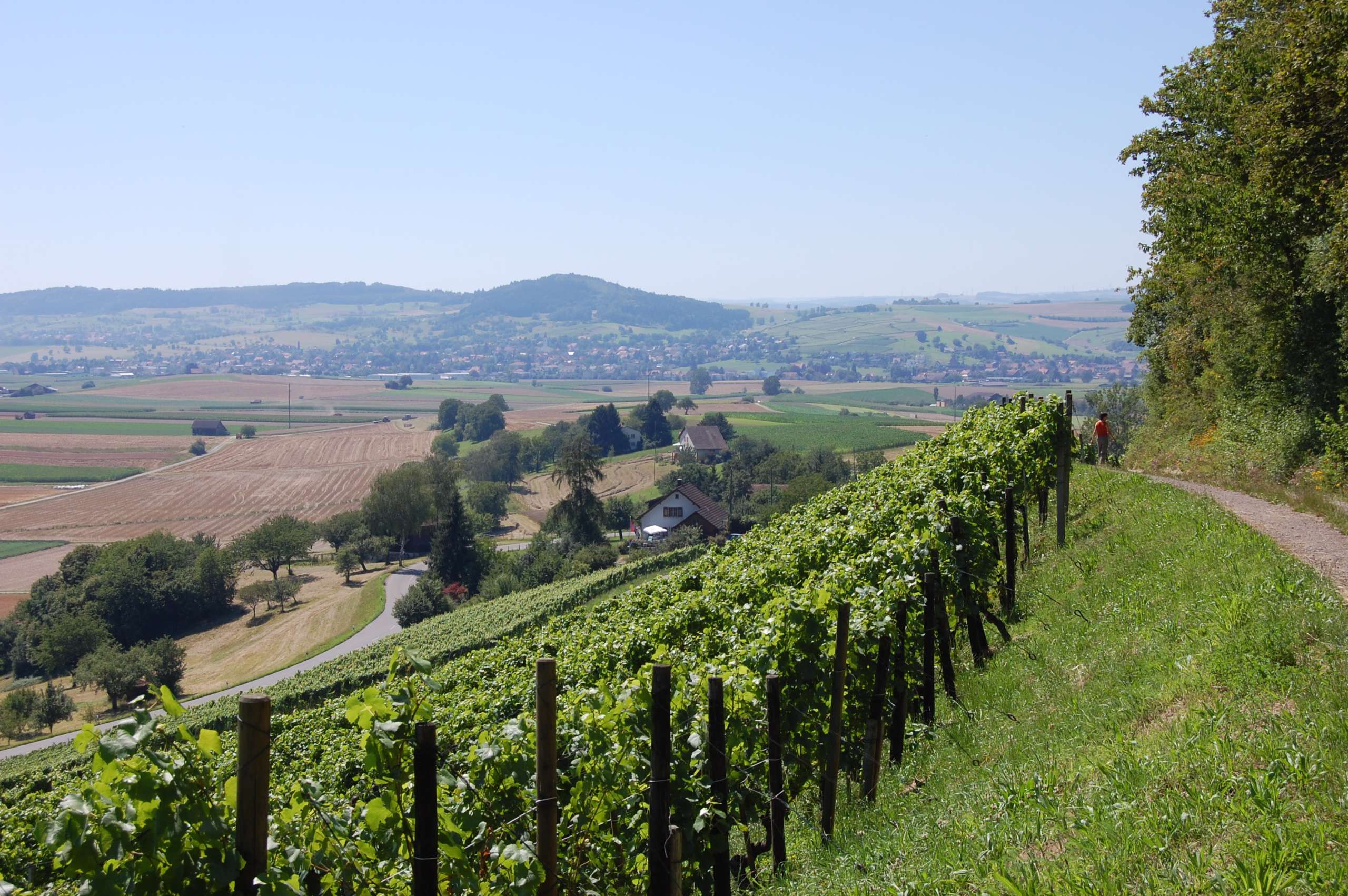 Schaffhauser Grenzweg. Weg oberhalb einer Rebhanges. Im Hintergrund sind Landschaften und Dörfer.
