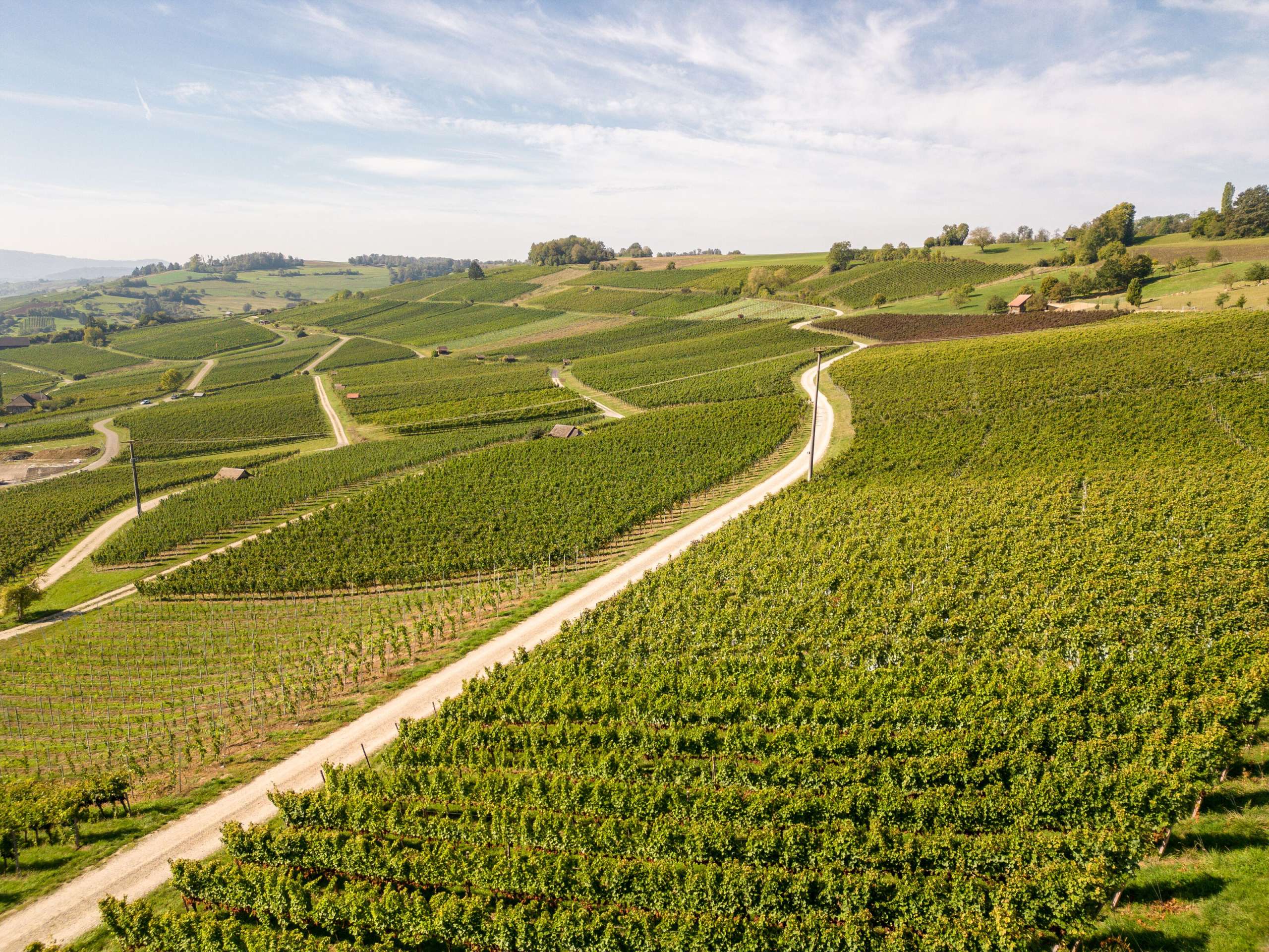 View from above of a long vineyard slope.