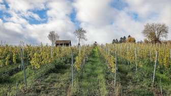 Gaechlingen Rebhang November Reben