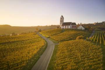 Rheinwelten Herbst Zwei E-Biker-Fahrende fahren auf einer Strasse durch goldene Rebberge. Auf einem Hügel thront eine Kirche.