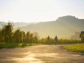 Zwei Velofahrer fahren bei goldigem Abendlicht durch die Reben.
