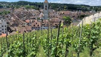 Stadtreben © Schaffhauserland Tourismus