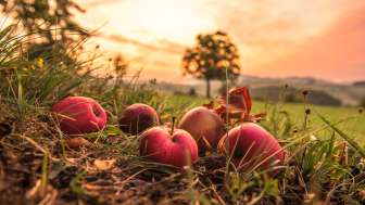 Weinbau & Mosterei Hablützel