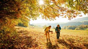 Zwei Personen sind am Waldrandunterwegs und Sammeln goldene Blätter der herbstlichen Bäume.