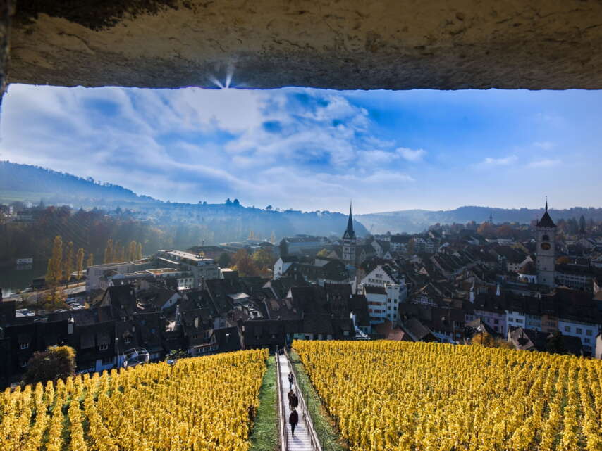 Aussicht auf die Schaffhauser Altstadt und die gelb blühenden Reben vom Munot aus.