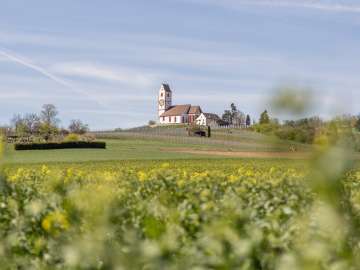 Im Vordergrund ein blühendes Rapsfeld mit der Bergkirche St. Moritz in Hallau auf einem kleinen Hügel.