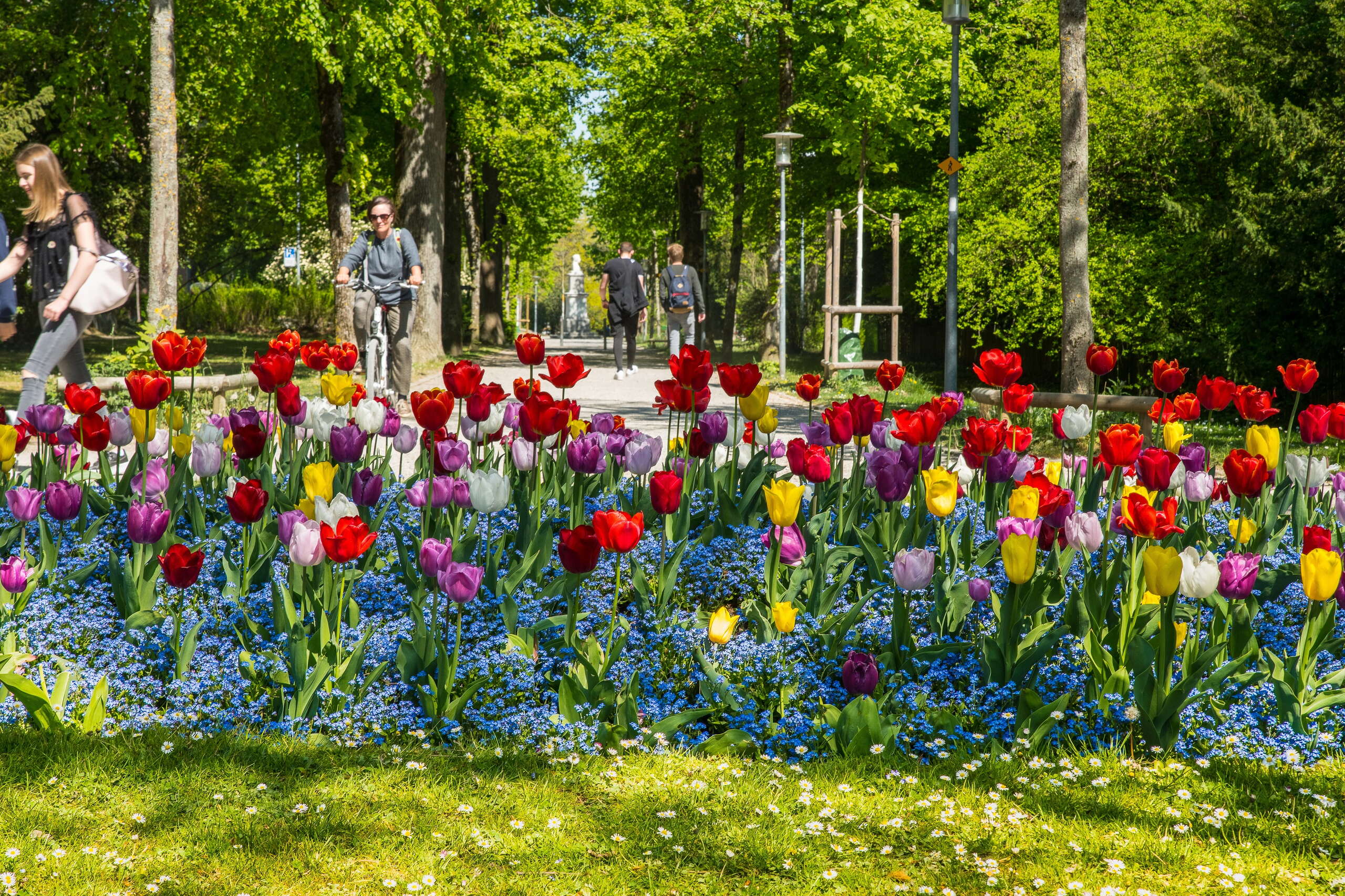 Tulpen im Promenadenprak Schaffhausen