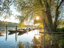 Rheinufer bei Dörflingen mit Weidlingen im Wasser. Die Sonne scheint durch die Blätter der Bäume.