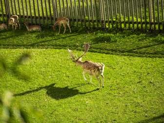 Hirsch und Reh im Munotgrbaen Im Munotgraben auf einer Wiese läuft ein Hirsch und im Halbschatten stehen und liegen Rehe.