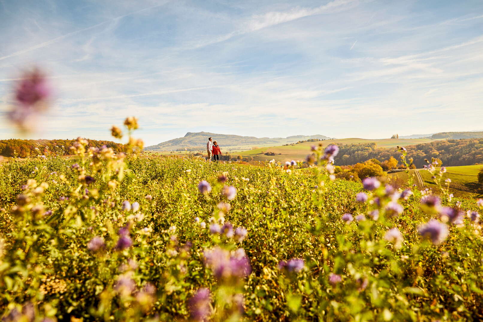 Wanderer durch den herbstlichen Reiat. Im Vordergrund ein Herbstblumenfeld.