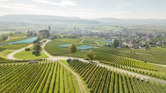 Hallauer Rebführung