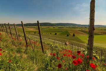 Reben und Felder bei Siblingen mit rotem blühendem Mohn im Vordergrund
