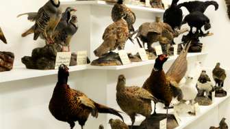 Museum Stemmler