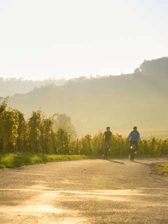 Rheinwelten Zwei Velofahrer fahren bei goldigem Abendlicht durch die Reben.