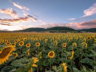 Ein riesiges Feld mit blühenden Sonnenblumen. Der Himmel ist in Abendfarben eingefärbt.