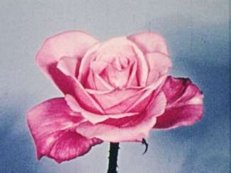 Auf einem bläulichen Hintergrund ist eine pinke Rose.