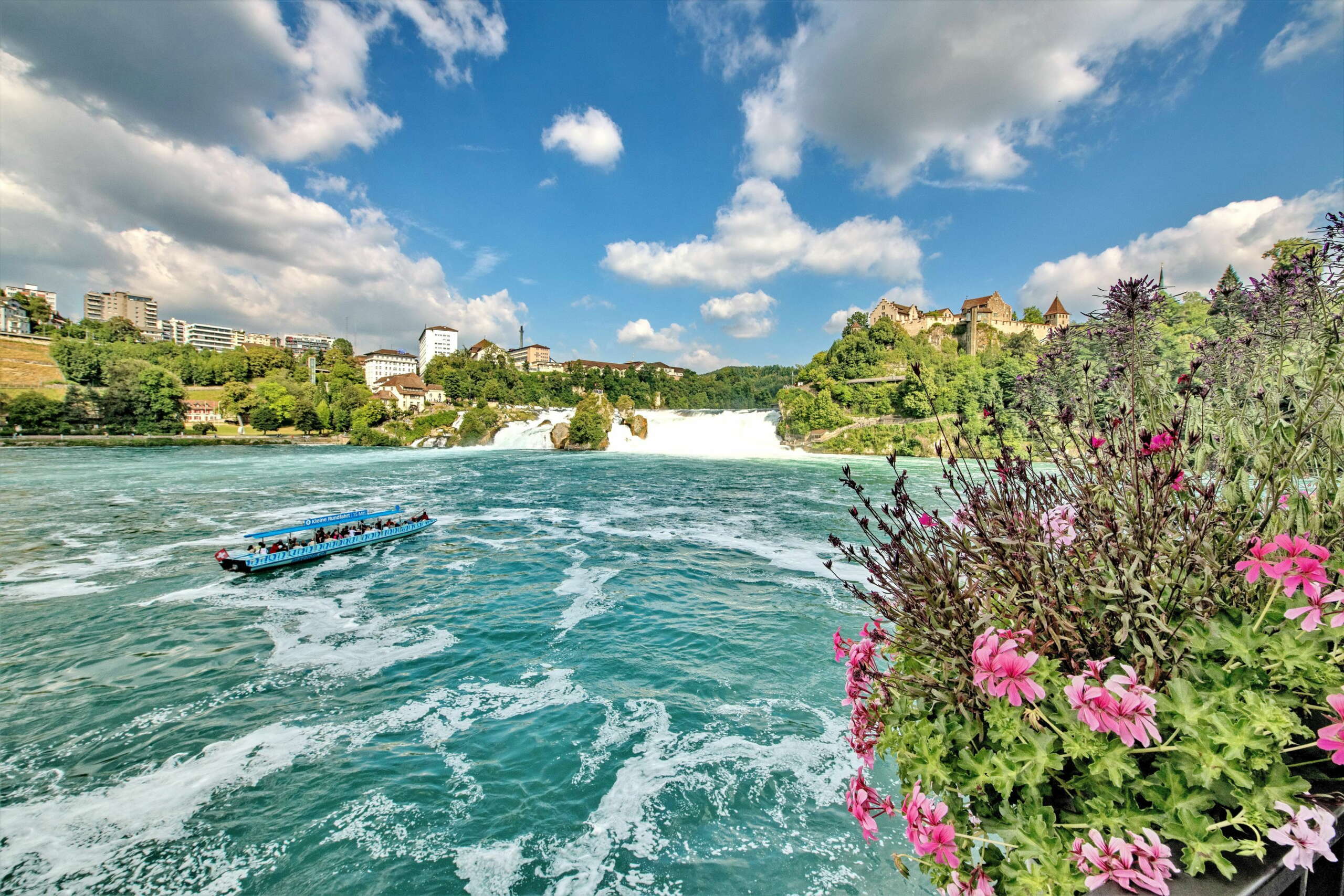 Rheinfall im Sommer mit Boot und pinken Blumen im Vordergrund