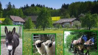 Pferde- und Eselhof Grünegg