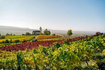 Blick über grüne und rote Rebberge. Dahinter sieht man eine Kirche auf einem kleinen Hügel.