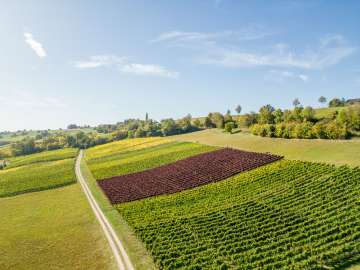 Reben-Landschaft von oben.