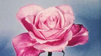 Auf einem bläulichen Hintergrund ist eine pinke Rose.