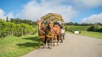 Wein und Genuss im Blauburgunderland