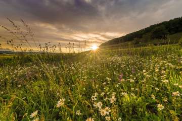 Ein Sonnenuntergang mit einer Blumenwiese im Vordergrund