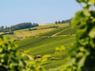 Blick durch Reben auf einen grün saftigen Rebberg.