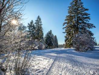 Auf einem Wanderweg, der Weise und in den Bäumen liegt Schnee. Die Sonne scheint durch die Äste.