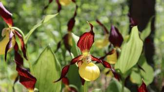 Naturschutzgebiet «Tannbüel»