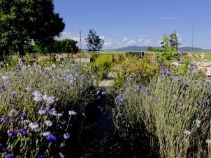 In einem grossen Garten blühen Blumen und Kräuter. Kleine Wege führen durch die Beete.