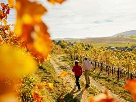 Zwei Personen wandern durch die herbstlichen Reben.