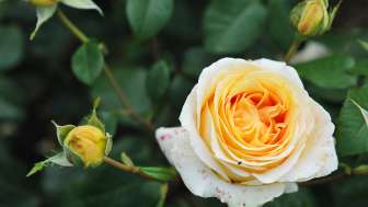 Rosartig