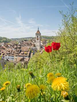 Im Vordergrund blüht der Löwenzahn und rote Tulpen. Im Hintergrund blickt man auf die Schaffhauser Altstadt.